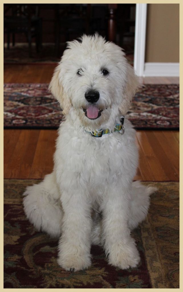 Goldendoodle Rescue Texas | Top Dog Information
