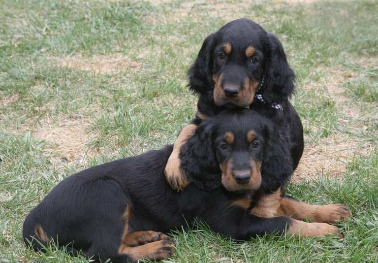 Gordon Setter Puppies For Sale In Washington State