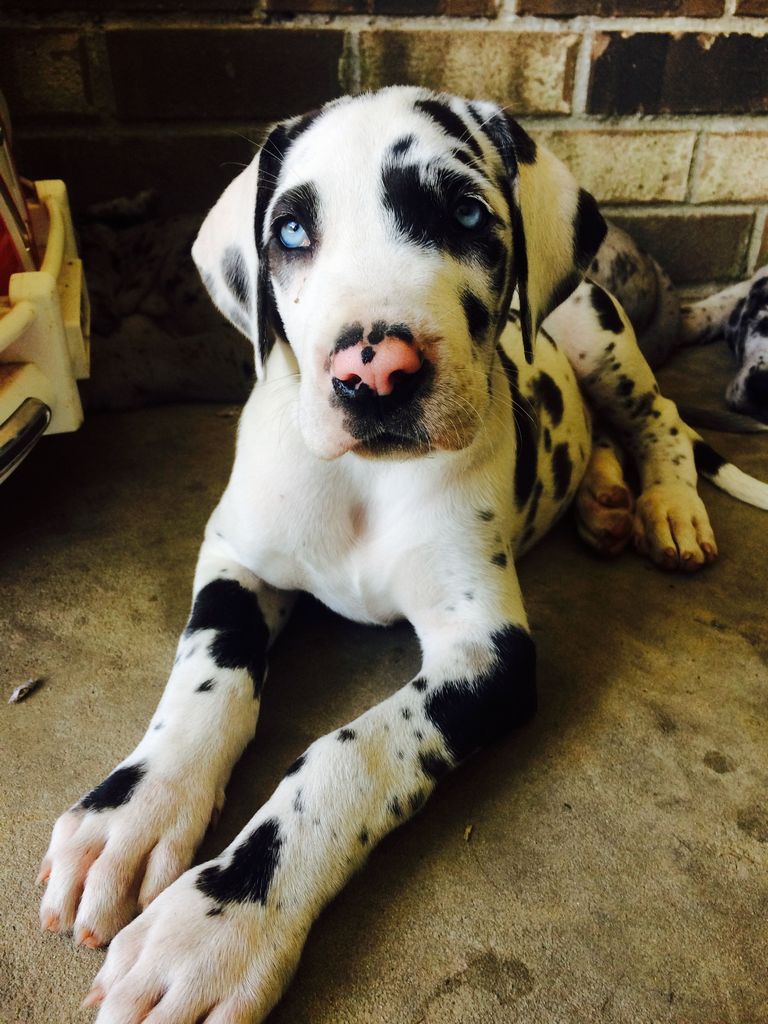 Great Dane Puppies For Sale California