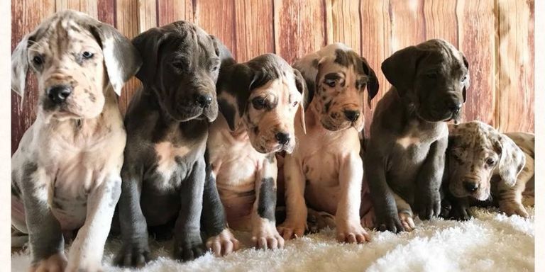 Great Dane Puppies Redding Ca