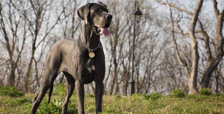 Great Dane Winchester Ky