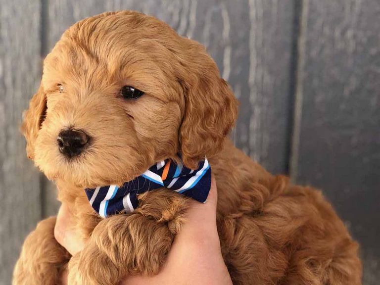 Great Doodle Puppies For Sale