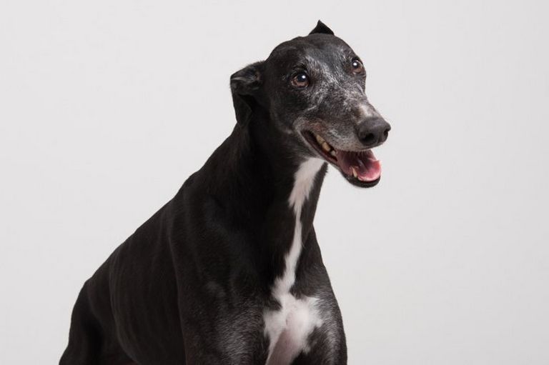 Greyhound Adoption