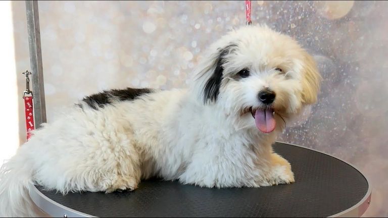 Grooming And Caring For Your Coton De Tulear