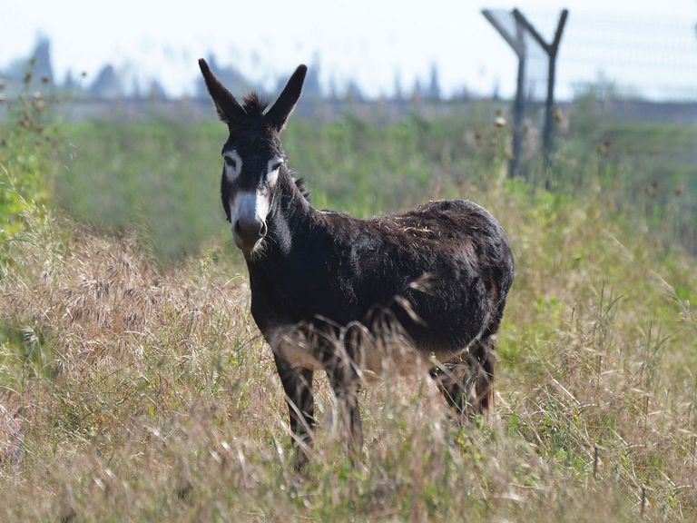 Guard Donkeys For Sale In Nc | Top Dog Information