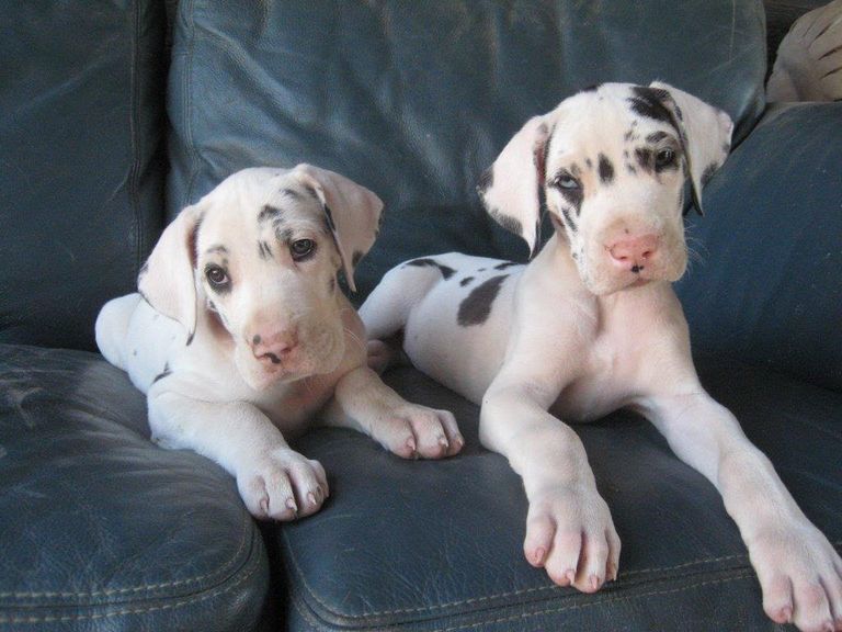 Harlequin Great Dane Puppies Nj