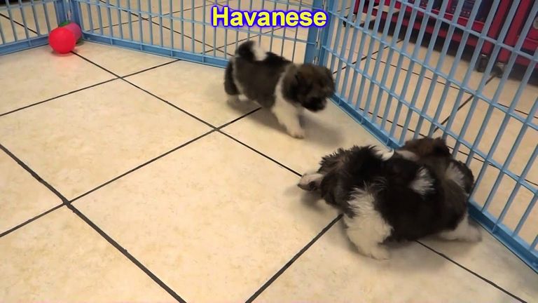 Havanese Puppies For Sale Summerville Sc
