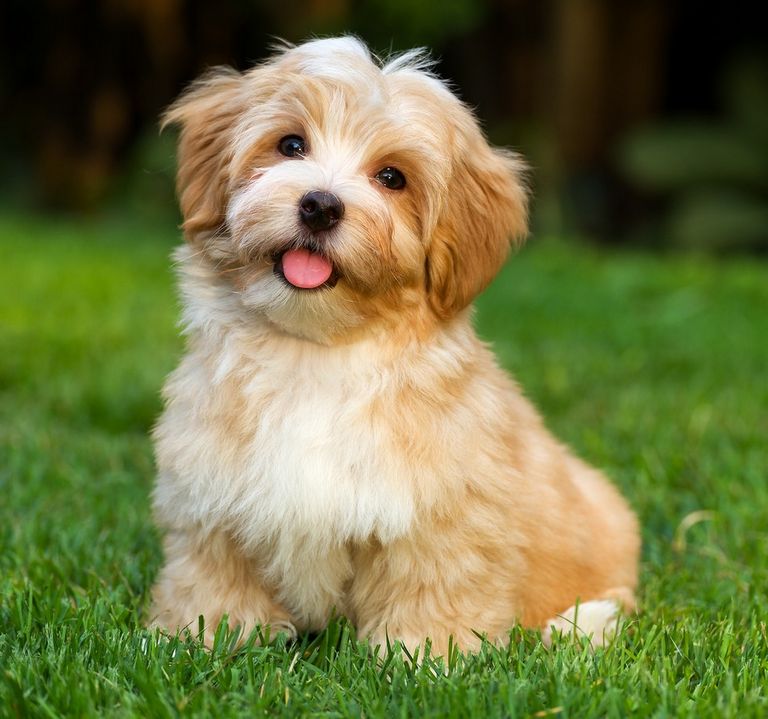 Havapoo Puppies For Sale In Ohio