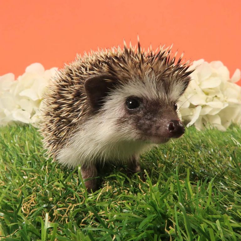 Hedgehogs For Sale Under $50