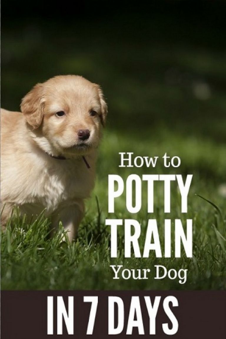 How To Potty Train A Dog In 7 Days