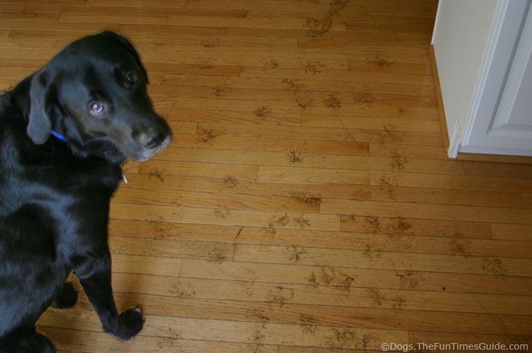 How To Protect Laminate Flooring From Dog Nails