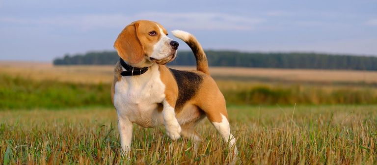 Hunting Beagles For Sale In Massachusetts