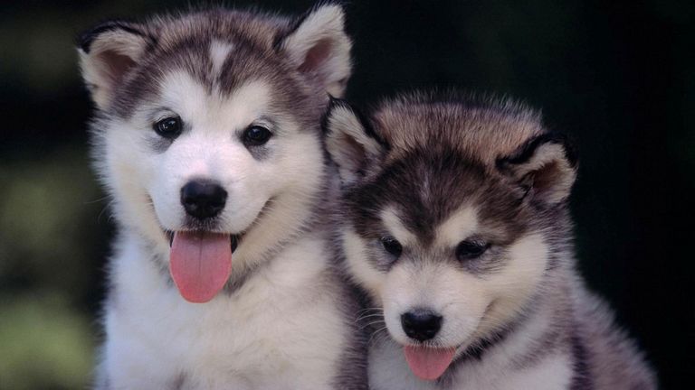 Husky Puppies For Sale In Hickory Nc