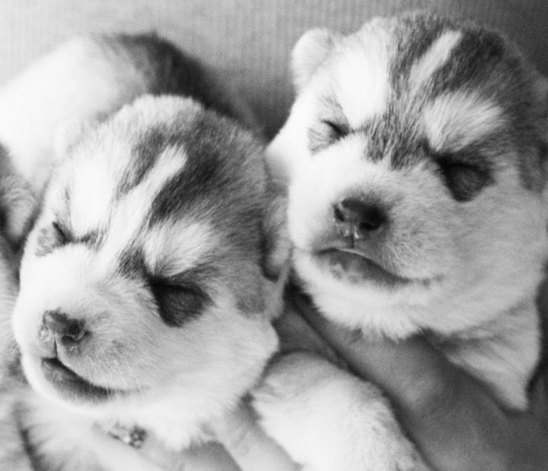 Husky Puppies For Sale In Pa