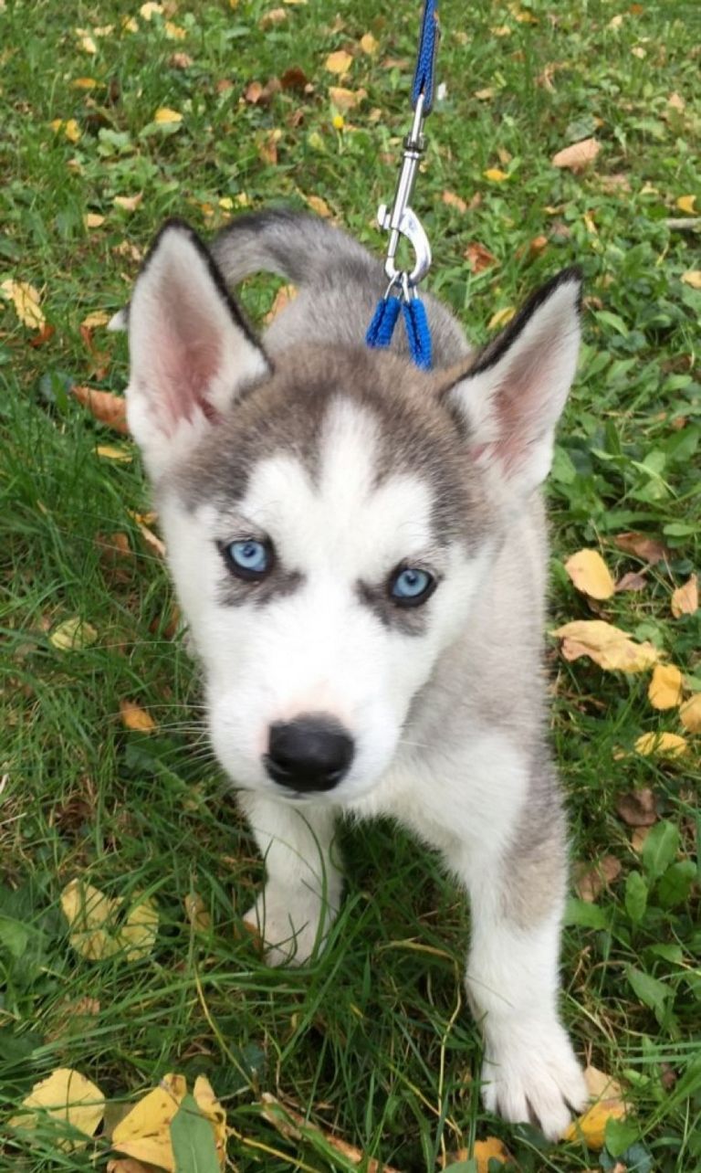 Husky Puppies For Sale In Springfield Ma