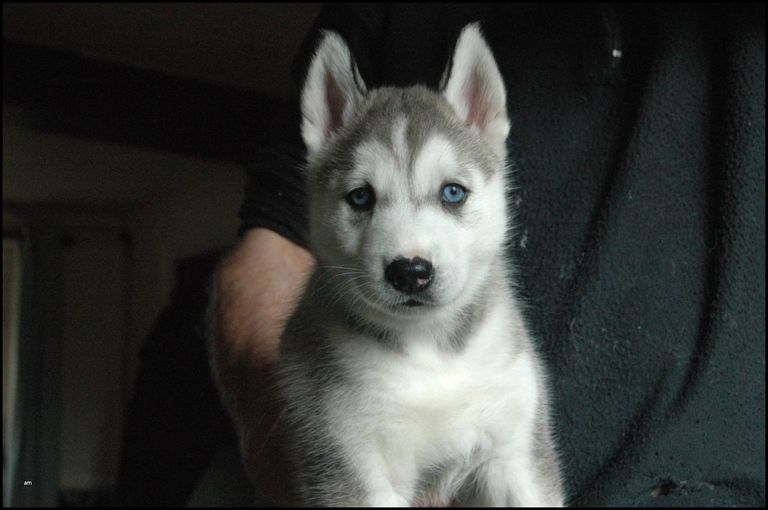 Husky Puppies For Sale In Syracuse Ny