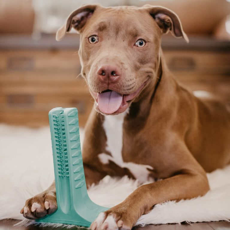 I Heart Dogs Toothbrush
