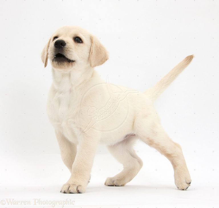Indian Dog Names For Male Labradors