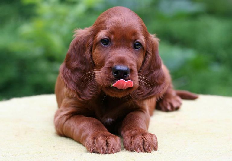 Irish Setter Puppies For Sale In Va