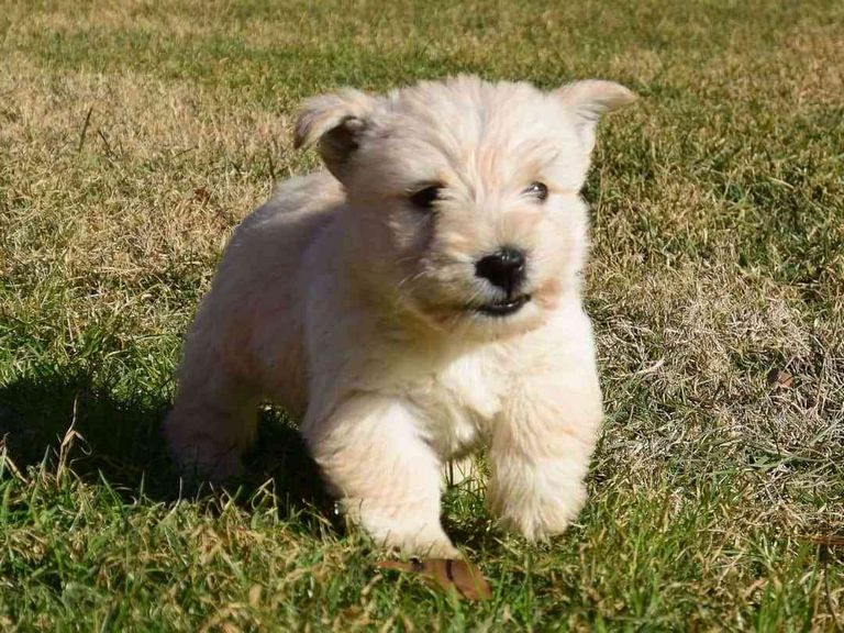 Irish Soft Coated Wheaten Terrier Puppies For Sale