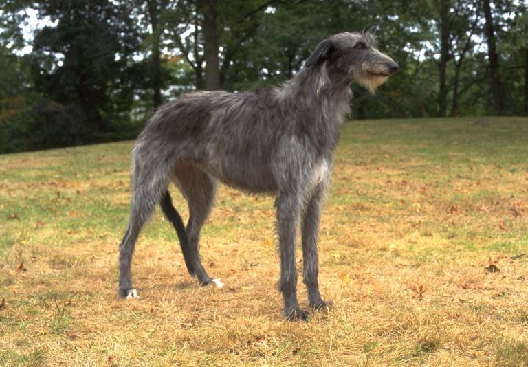 Irish Wolfhound Puppies For Sale Sc