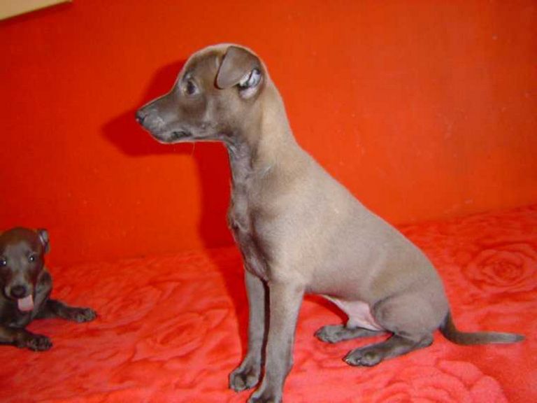 Italian Greyhound For Sale Craigslist | Top Dog Information