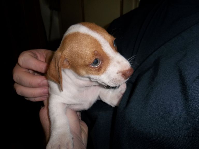 Jack Russell Terrier Puppies For Sale In Sc