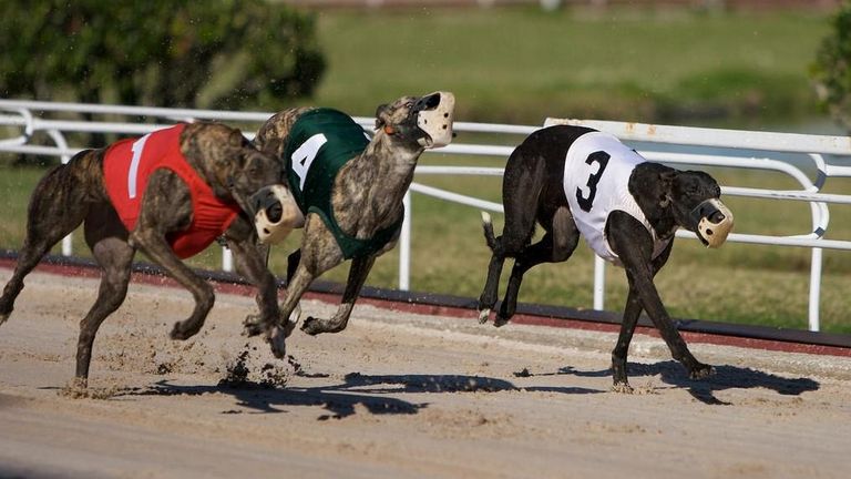 derby lane matinee greyhound betting