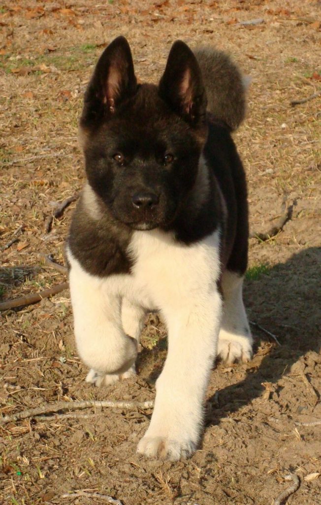 Japanese Akita Puppies For Sale Top Dog Information