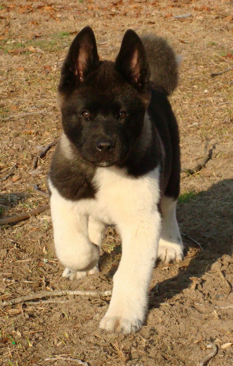 Japanese Akita Puppies For Sale