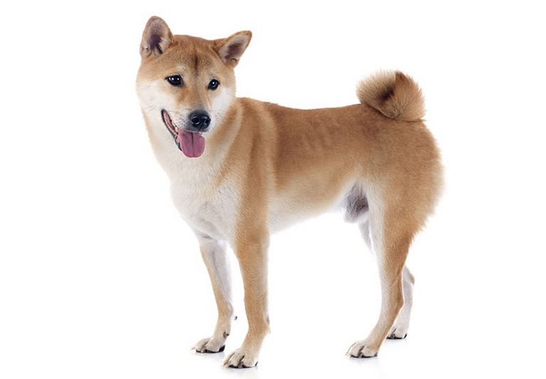 Japanese Dog Names Starting With K | Top Dog Information