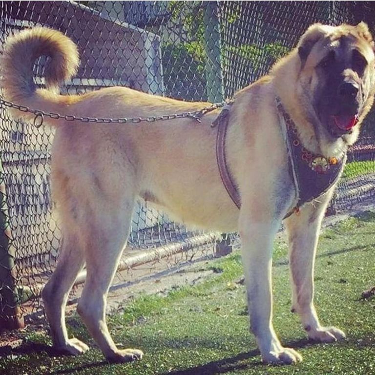 Kangal Puppies For Sale In California