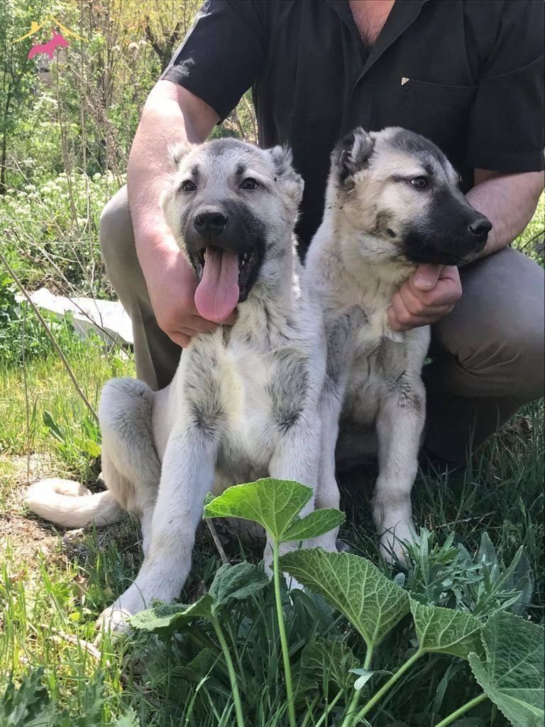 Kangal Puppies For Sale In Georgia