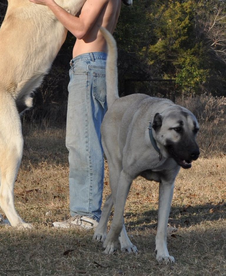 Kangal Puppies For Sale In Houston Tx