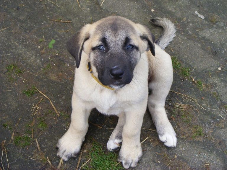 Kangal Puppies For Sale In Louisiana