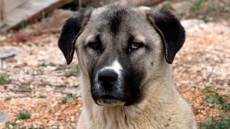 Kangal Puppies For Sale Sc