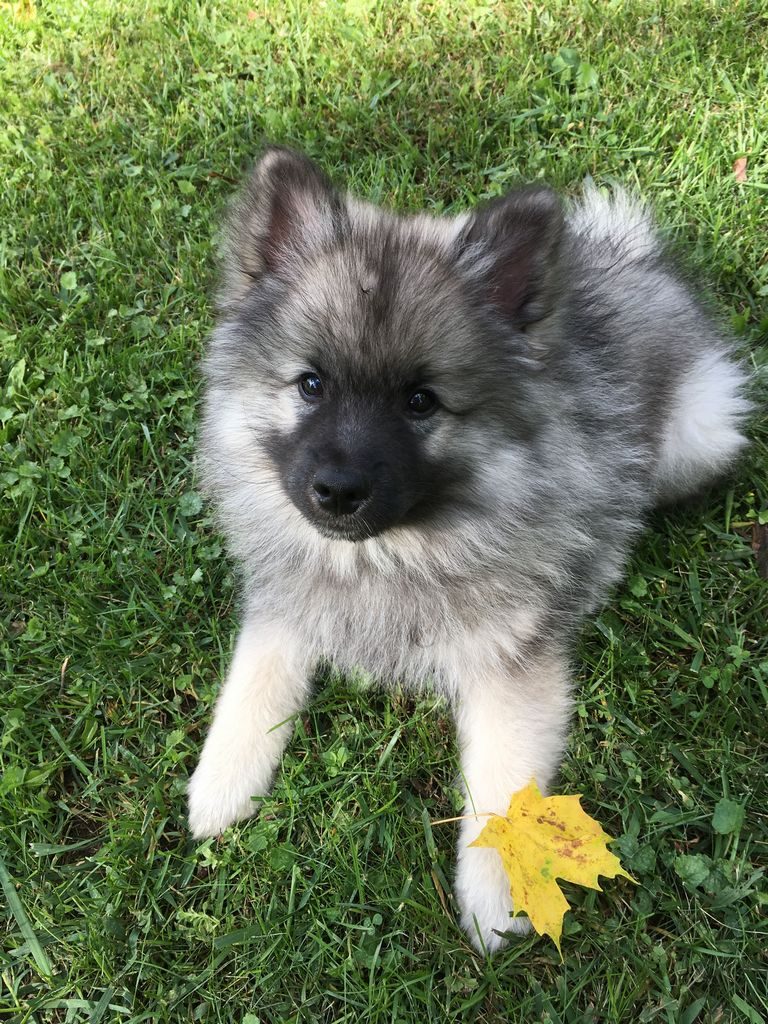 Keeshond Puppies For Sale Va
