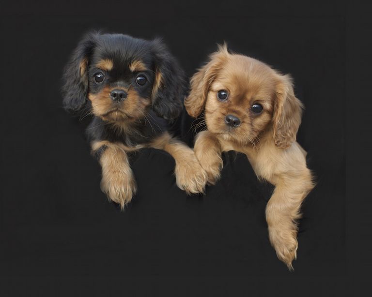 King Charles Spaniel Rescue Dallas Top Dog Information