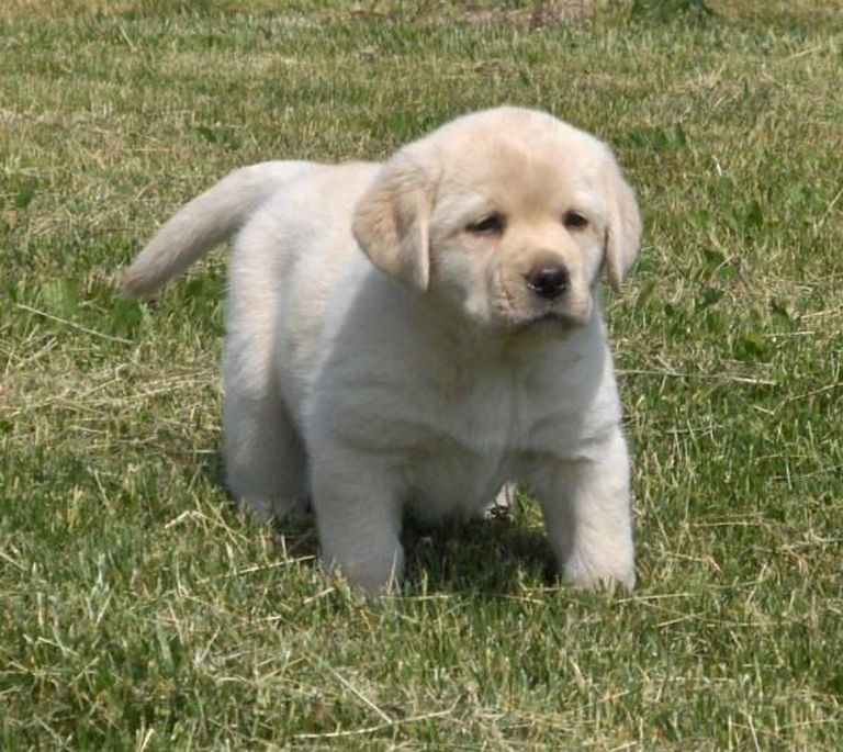 Lab Puppies For Sale In Cleveland Ohio
