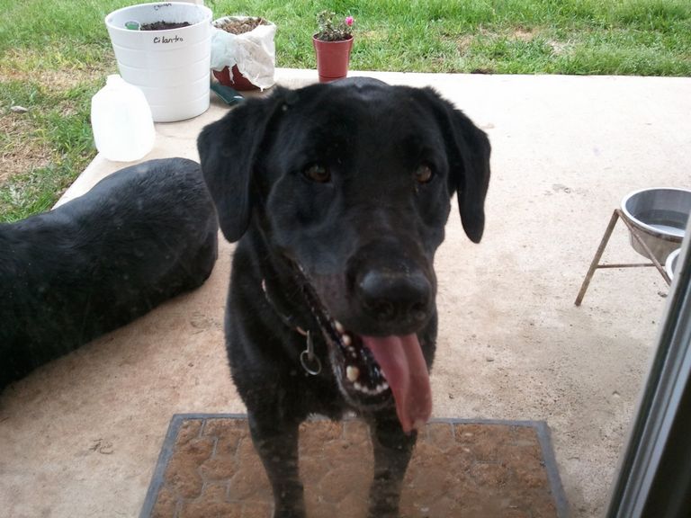 Lab Rescue Clemmons Nc