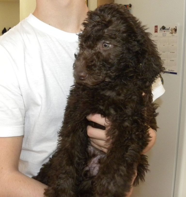 Labradoodle For Sale California