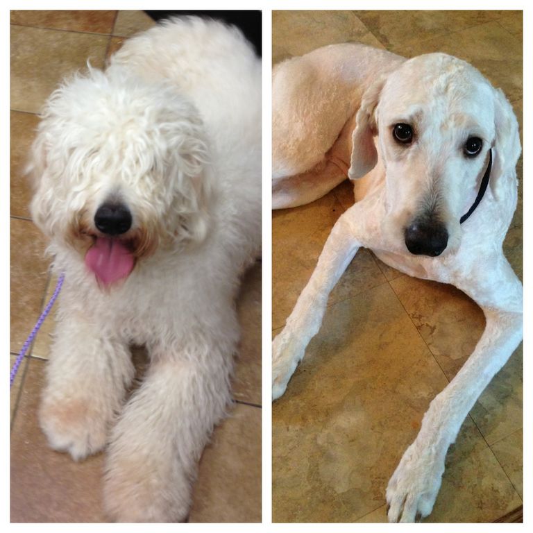 Labradoodle Haircuts Before And After