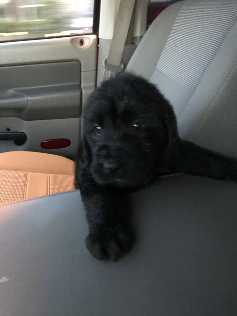 Labradoodle Puppies For Sale In Mississippi