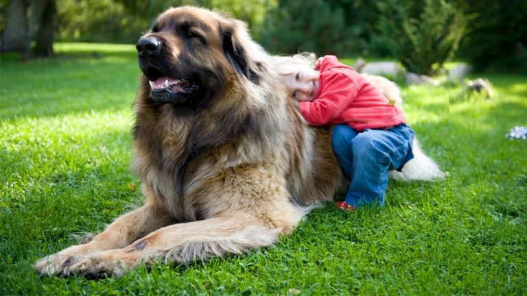 Leonberger Dogs