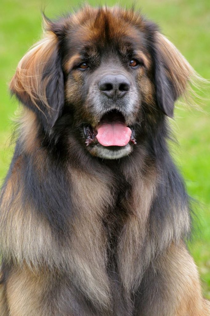 Leonberger Puppies For Sale In Missouri