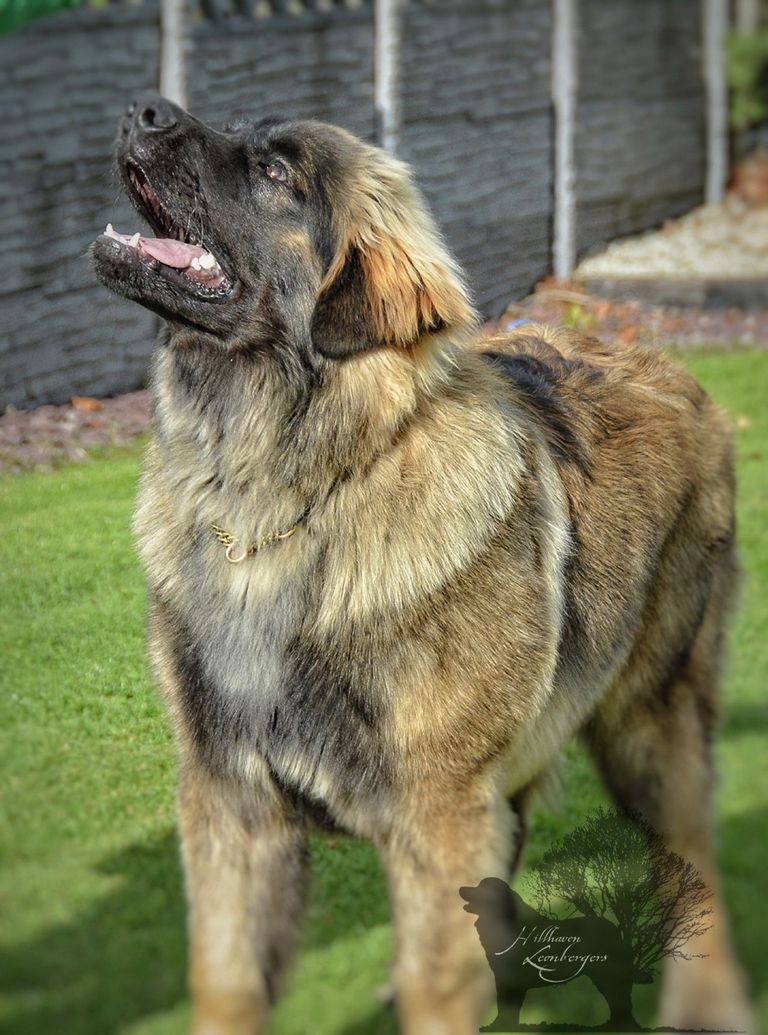 Leonberger Puppies For Sale In Nc
