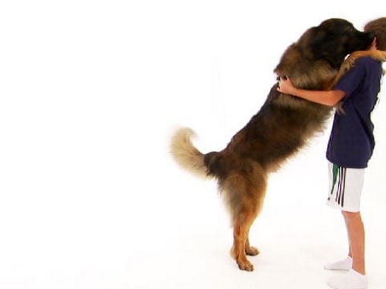 Leonberger Temperament | Top Dog Information