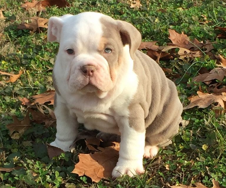 Lilac Olde English Bulldogge Puppies For Sale Top Dog