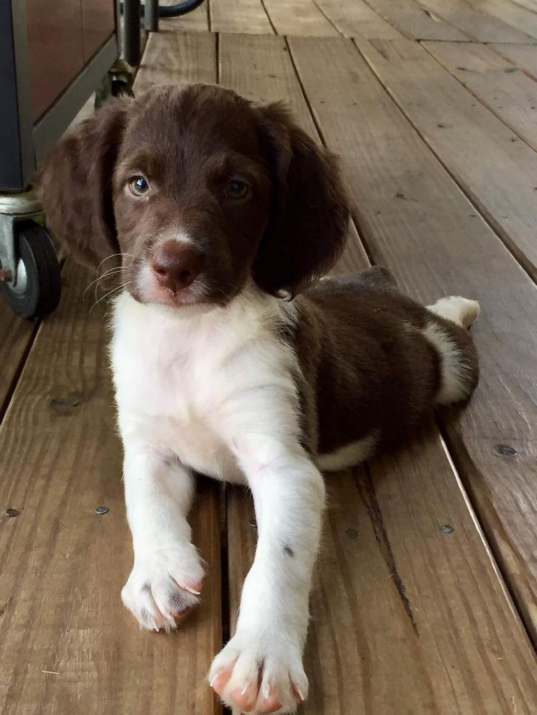 Liver Roan Brittany Puppies For Sale