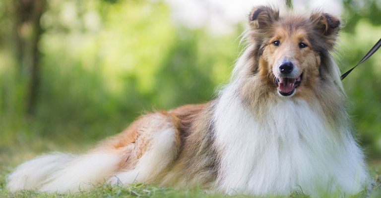 Long Haired Dog Breeds List